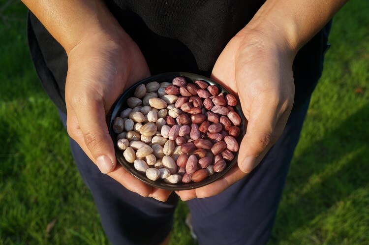 花生餅怎樣使用，才能轉(zhuǎn)化成優(yōu)質(zhì)的有機(jī)肥